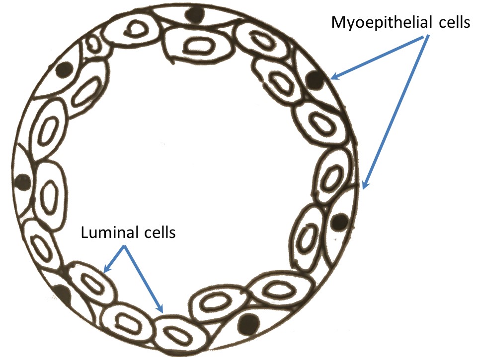 Anatomical diagram of the normal breast showing the distribution of