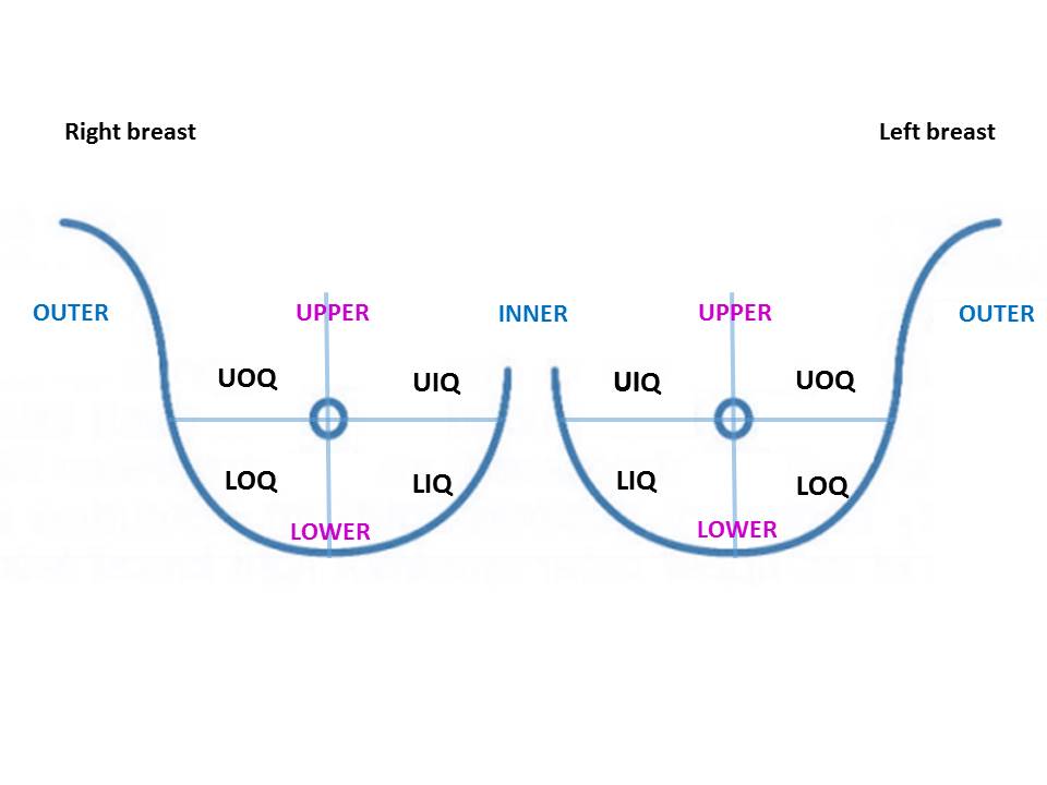 Breast anatomy: Functions and how to check for breast cancer