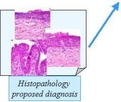 Histopathology And Cytopathology Of The Uterine Cervix - 