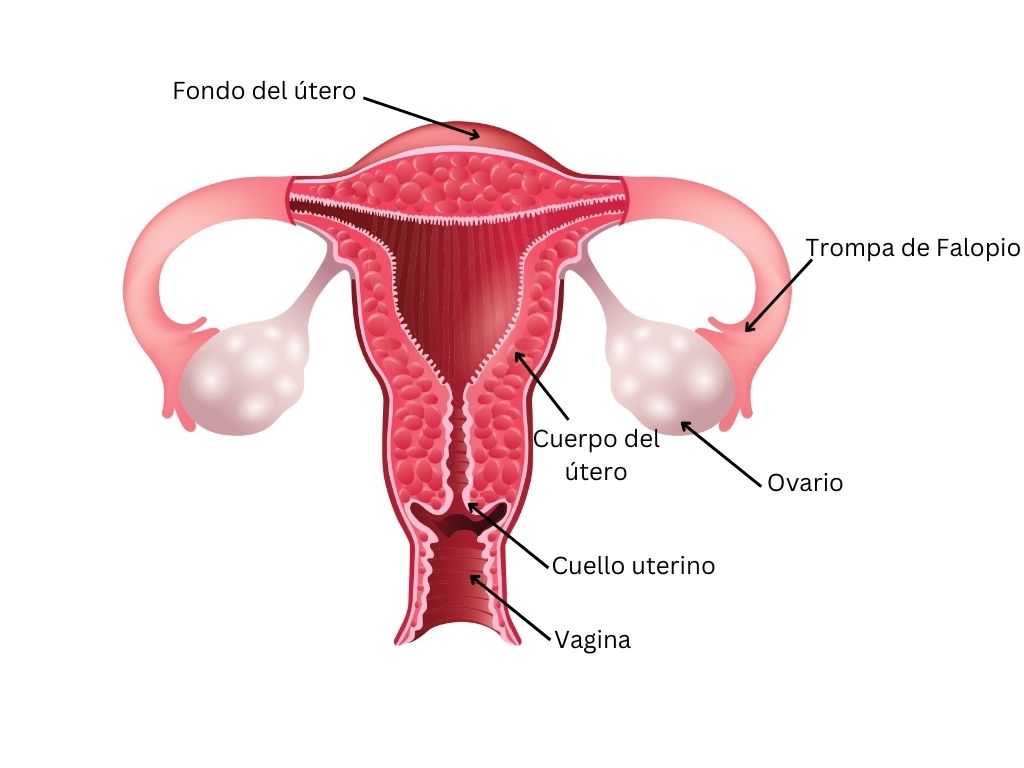 Atlas de inspección visual con ácido acético del cuello uterino: detectar,  clasificar y determinar la elegibidad de las lesiones precancerosas para el  tratamineto ablativo