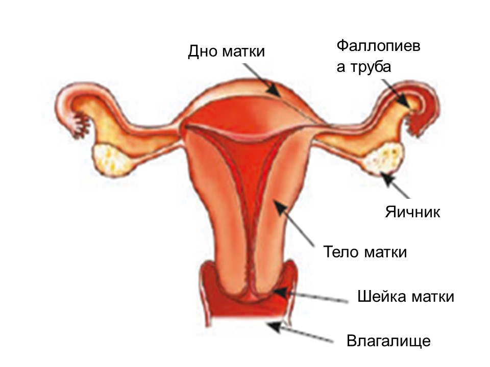 Яичники у женщин расположение картинки фото и описание