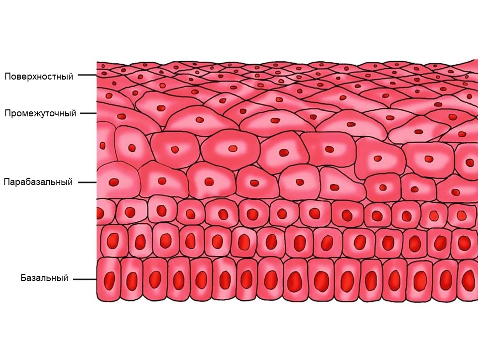 Многослойный плоский эпителий с многочисленными