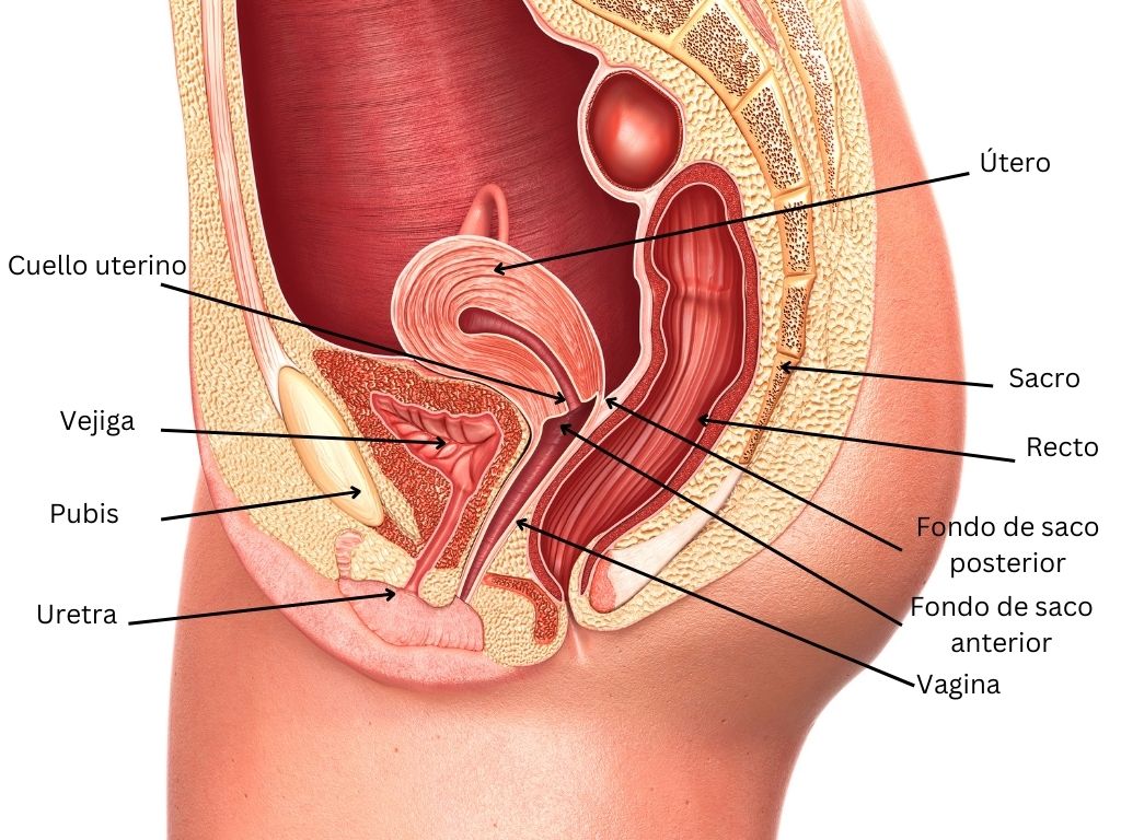 Atlas de inspección visual con ácido acético del cuello uterino: detectar,  clasificar y determinar la elegibidad de las lesiones precancerosas para el  tratamineto ablativo