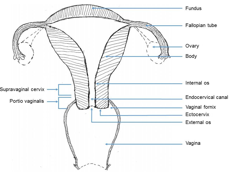 What Is The Normal Length Of A Cervix At Edward Diaz Blog