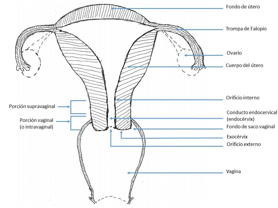 Anatom a Del Segmento Uterino Inferior